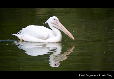 parc-oiseaux-02